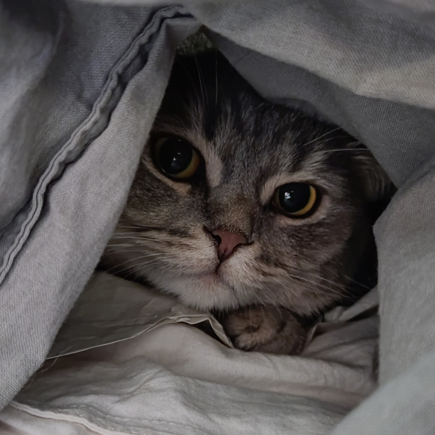 Katze unter einer Bettdecke